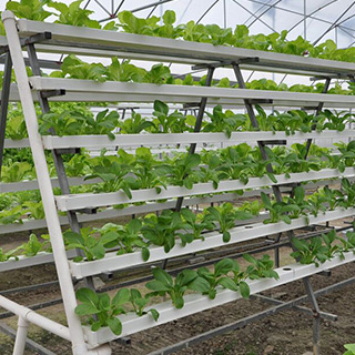 Vertical A-Frame Hydroponic System