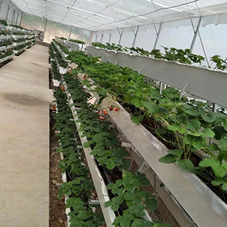Strawberry PVC Hydroponic Trough