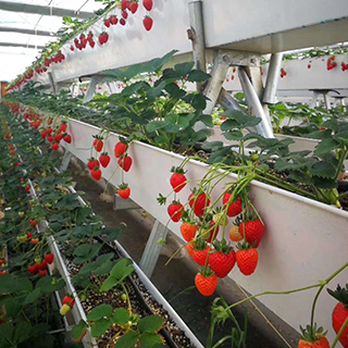 Strawberry PVC Hydroponic Trough