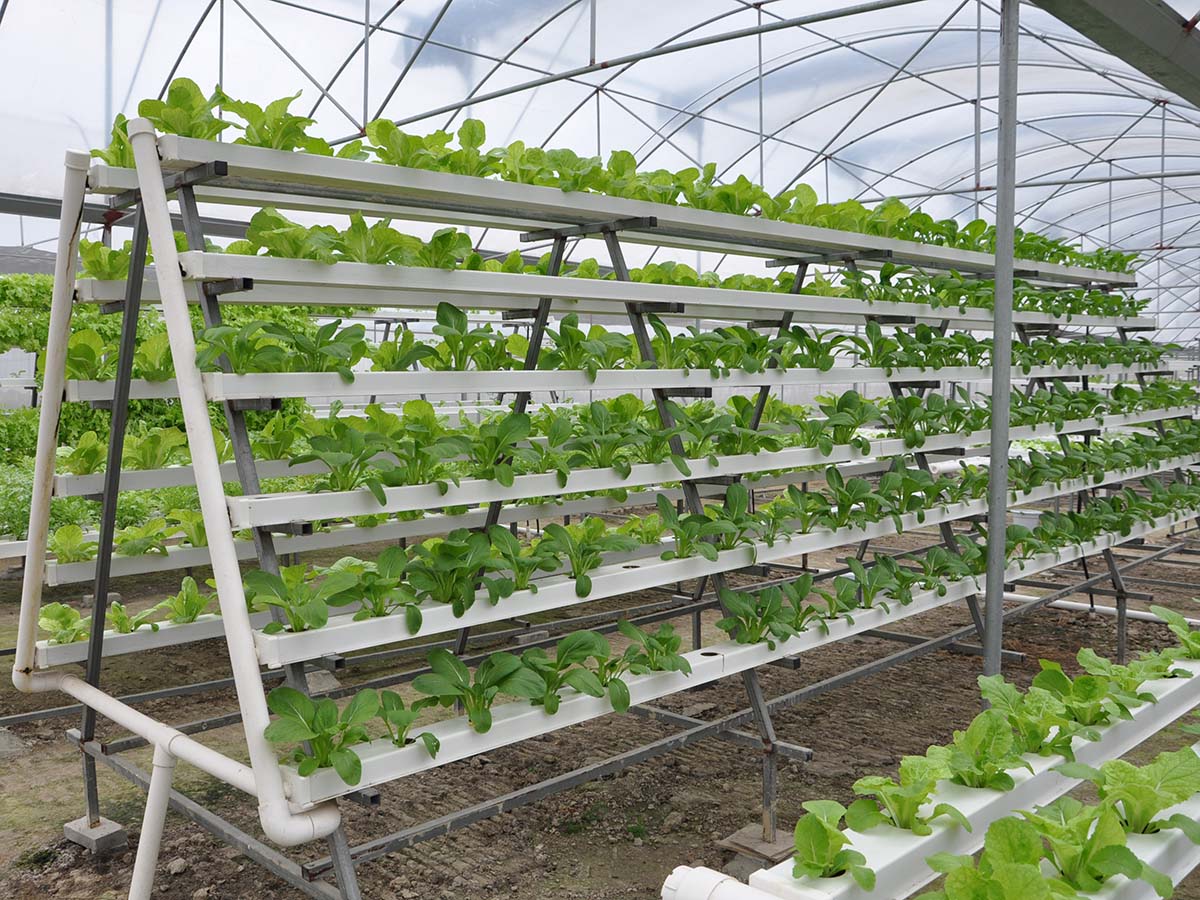 Hydroponic Leafy Greens System (with Openable Lid)
