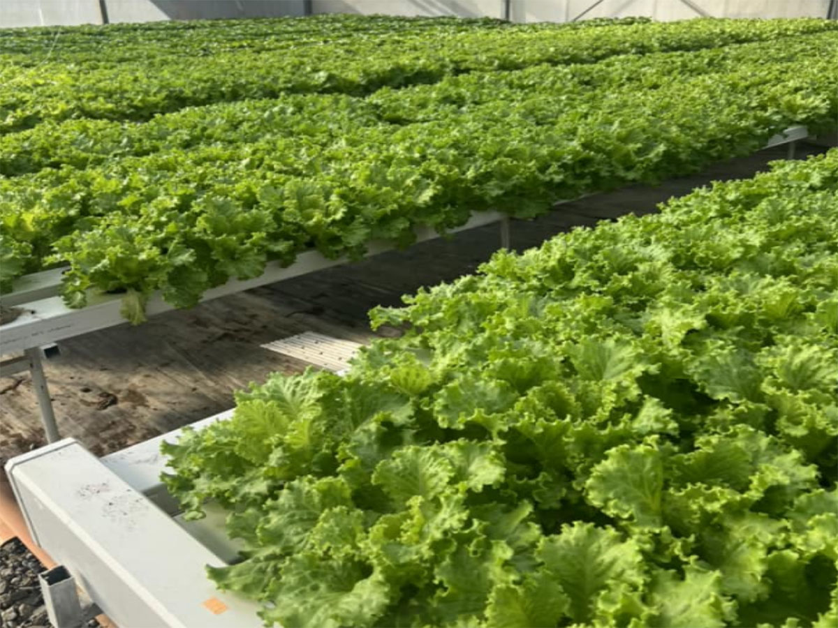 Hydroponic Leafy Greens System (Integrated Planting Trough)
