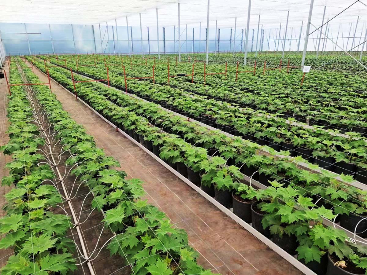 Grooved Cultivation Trough for Substrate Bag Growing Systems