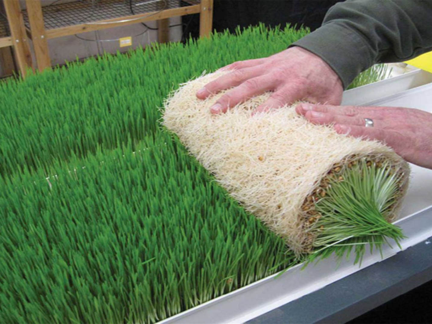 Multi-layer Fodder Growing System