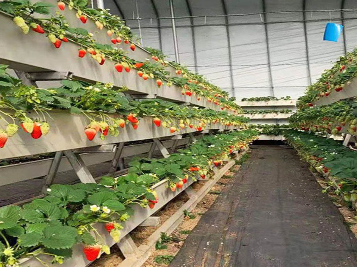 Strawberry Planting Trough (with Drainage Panel)
