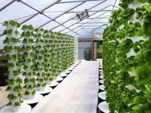 Hydroponic Tower: Efficient, High-Quality Growing Towers