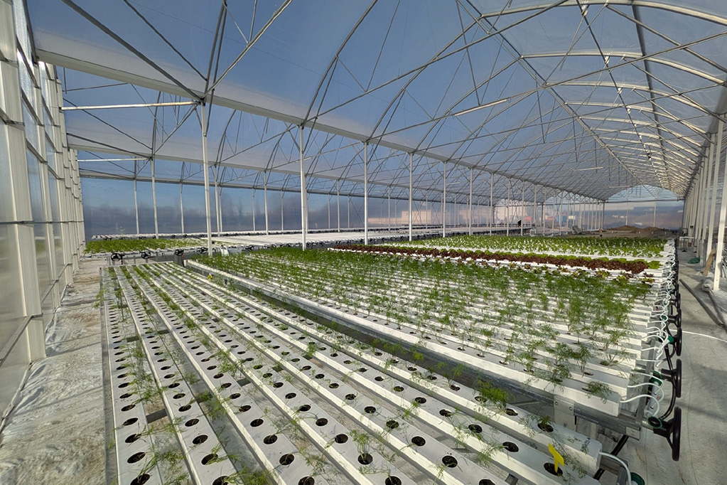 High-Yield & Resource-Efficient Hydroponic Solutions