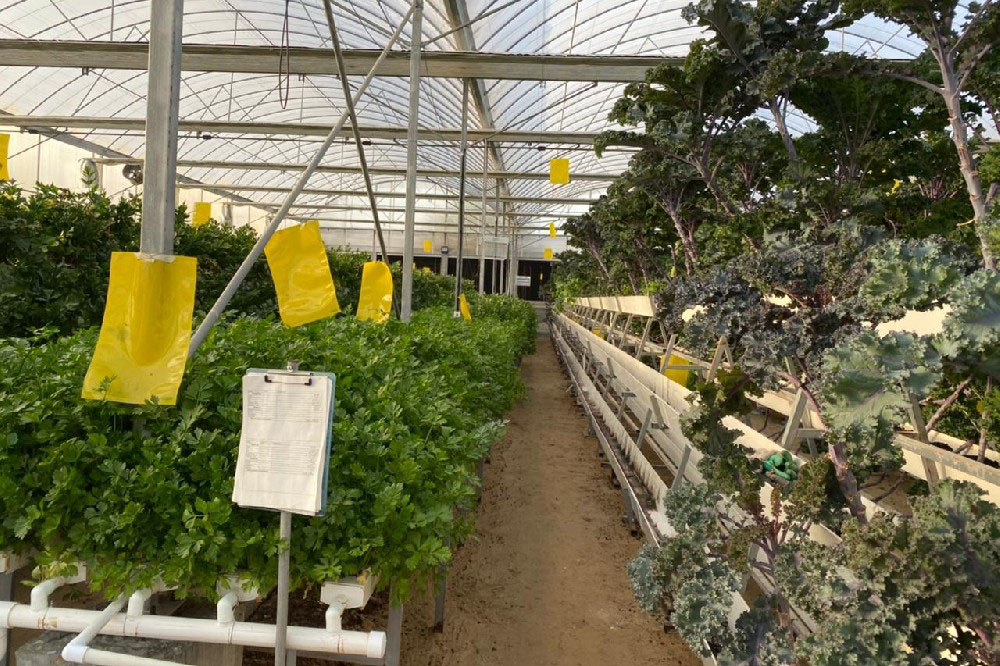 Saudi Arabia Strawberry Trough Growing System Project