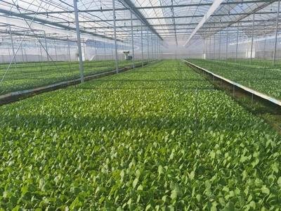 What Plants Can Be Grown in a Hydroponic System