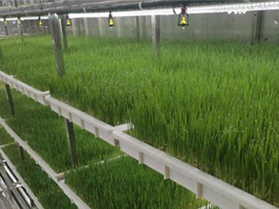 What Plants Grow Best in A Hydroponic System