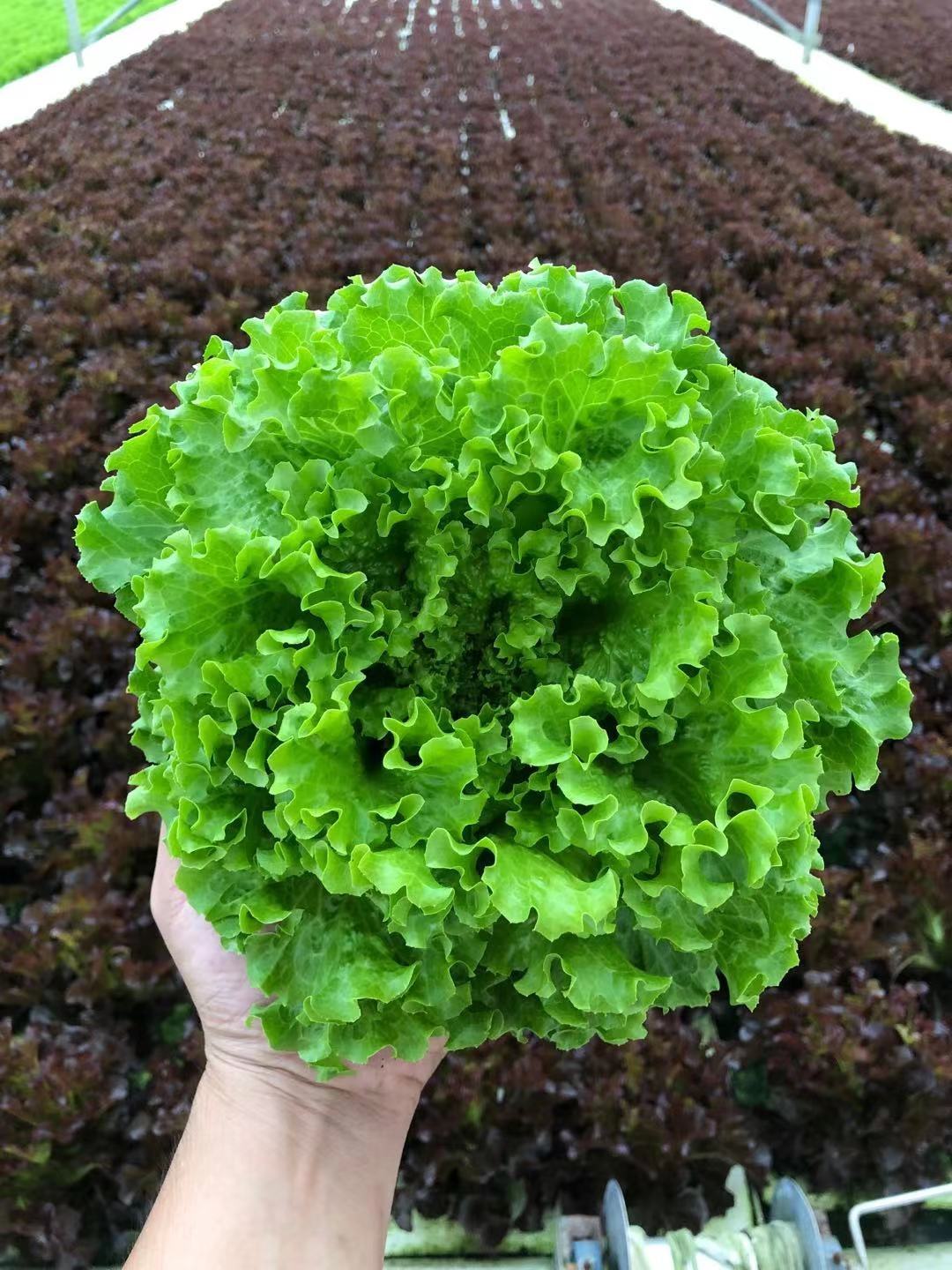 Hydroponic Floating Board
