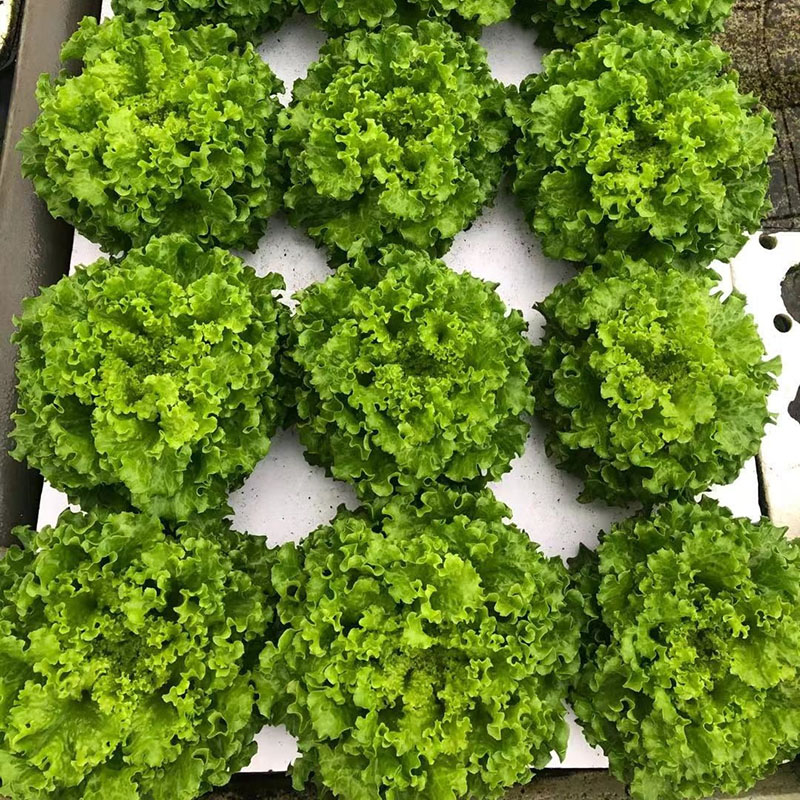 Hydroponic Floating Board