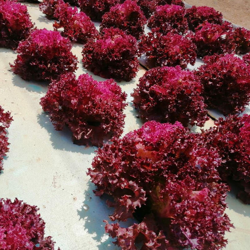 Hydroponic Floating Board