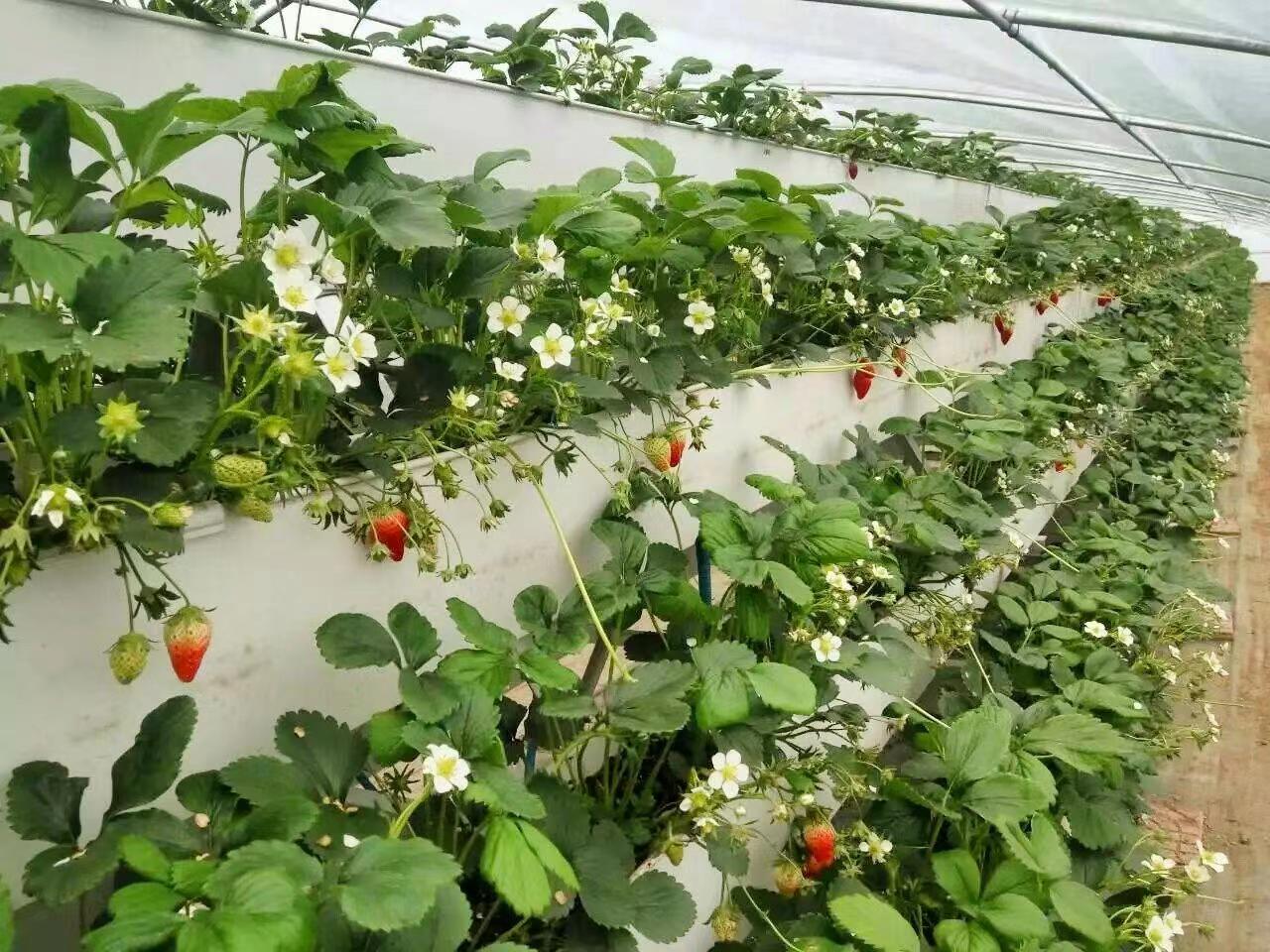 How to Grow Strawberries in a Trough