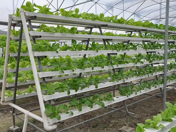 What Can I Grow in a Hydroponic Tower?