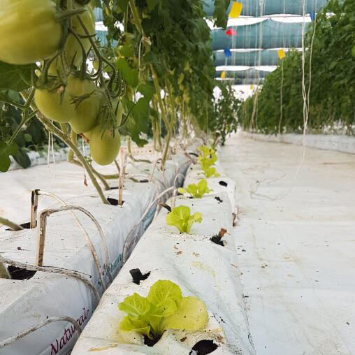 Coconut Peat for Hydroponic Systems