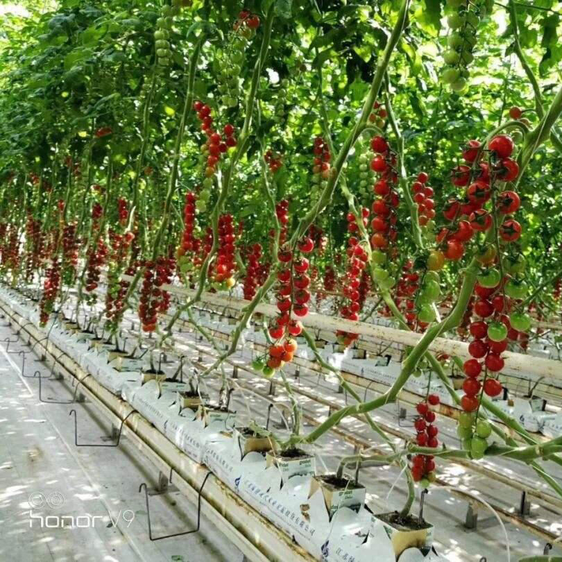 Coconut Peat for Hydroponic Systems