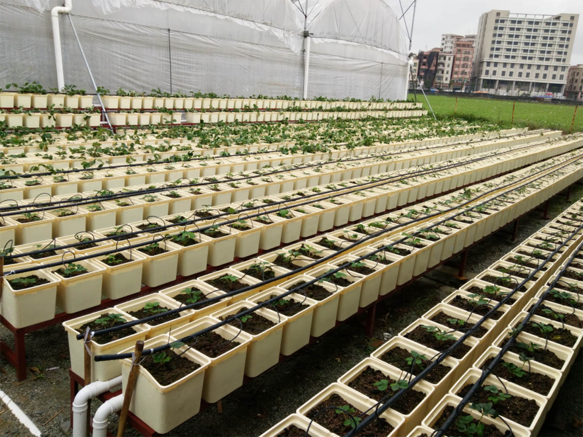 How Does a Dutch Bucket System Work?