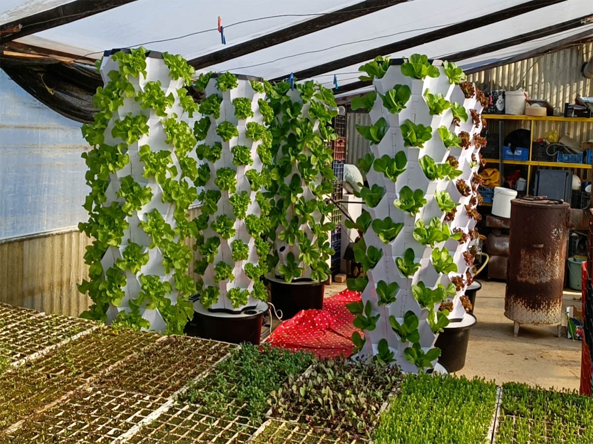 How to Prune Plants in Vertical Hydroponic System