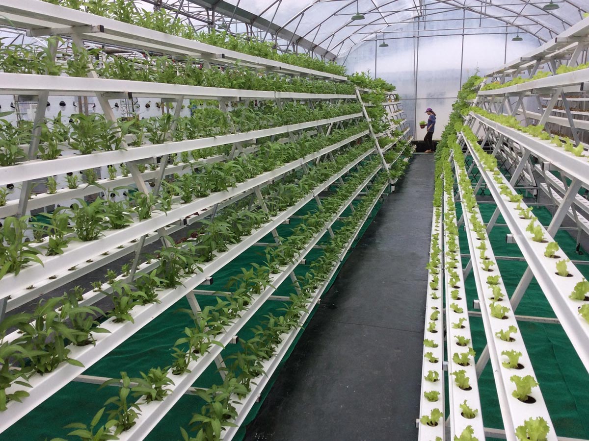 How To Use A Hydroponic Growing System​