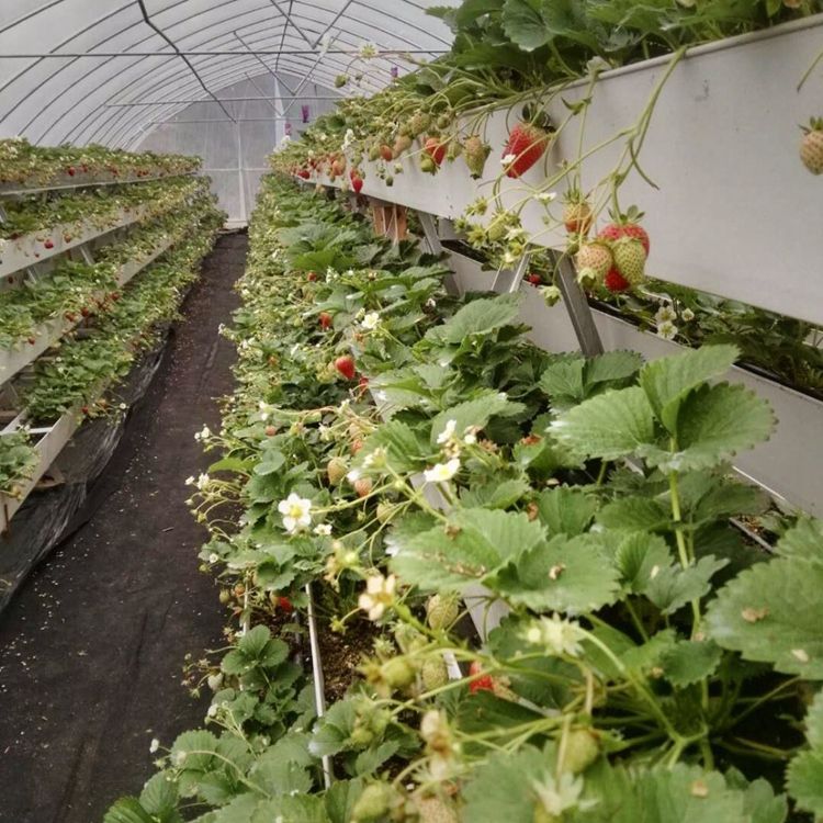Hydroponic Strawberry Gutters