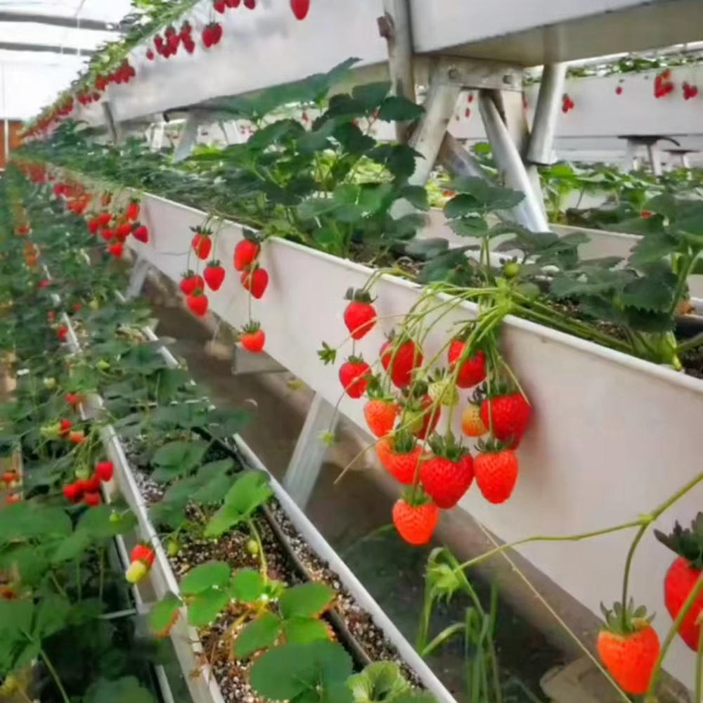 Hydroponic Strawberry Gutters