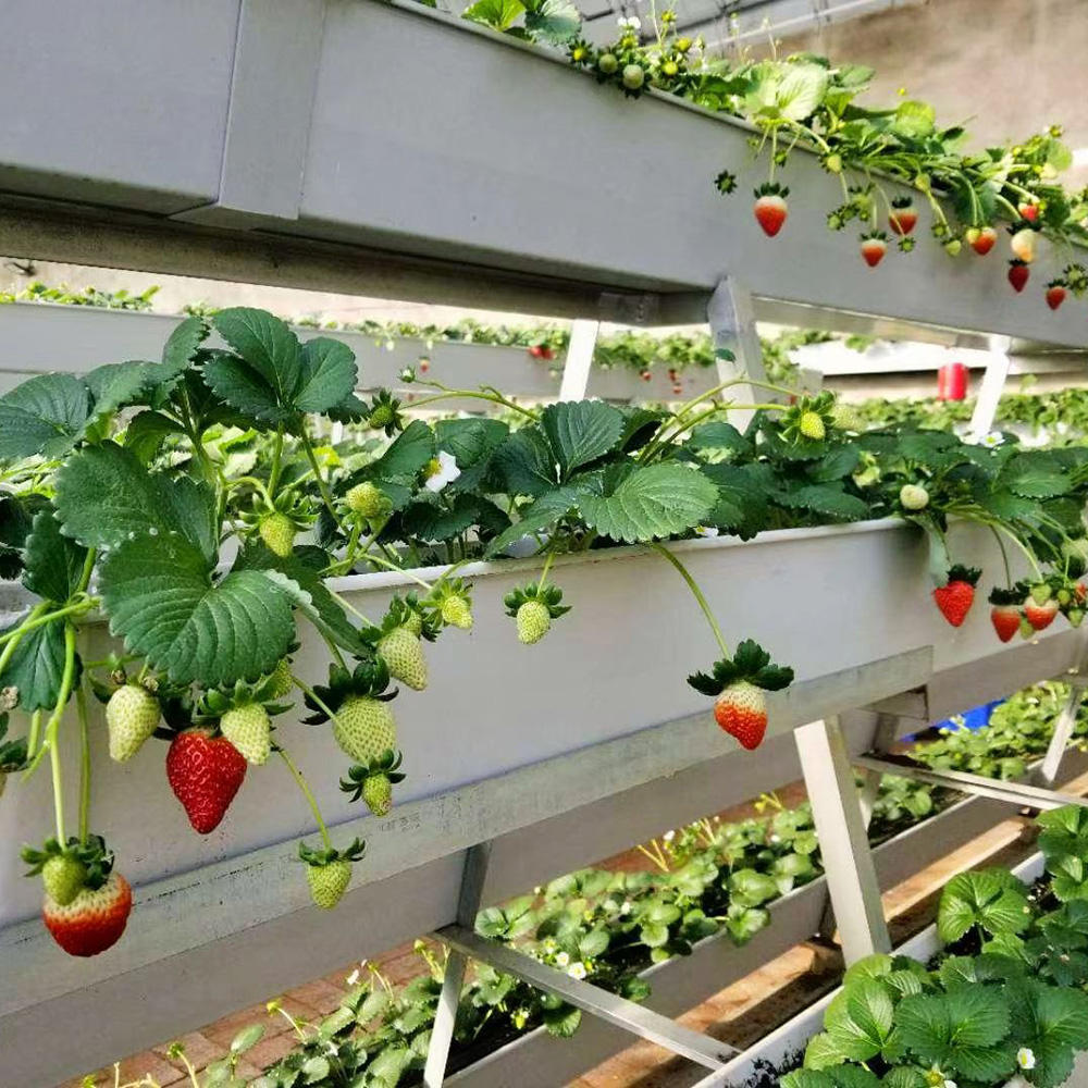 Hydroponic Strawberry Gutters