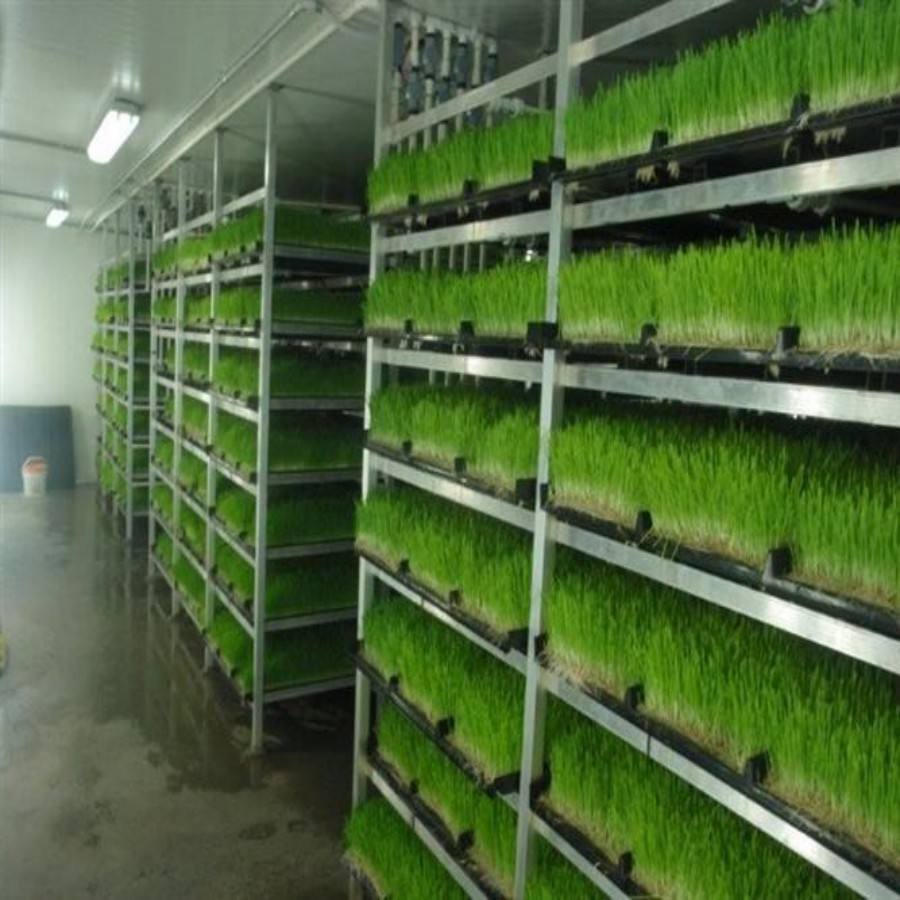 Hydroponic Grass Growing System