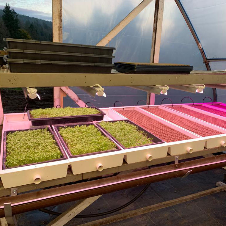 Hydroponic Grass Growing System