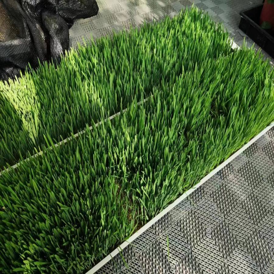 Hydroponic Grass Growing System