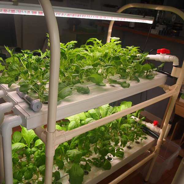Hydroponic Grow Kit