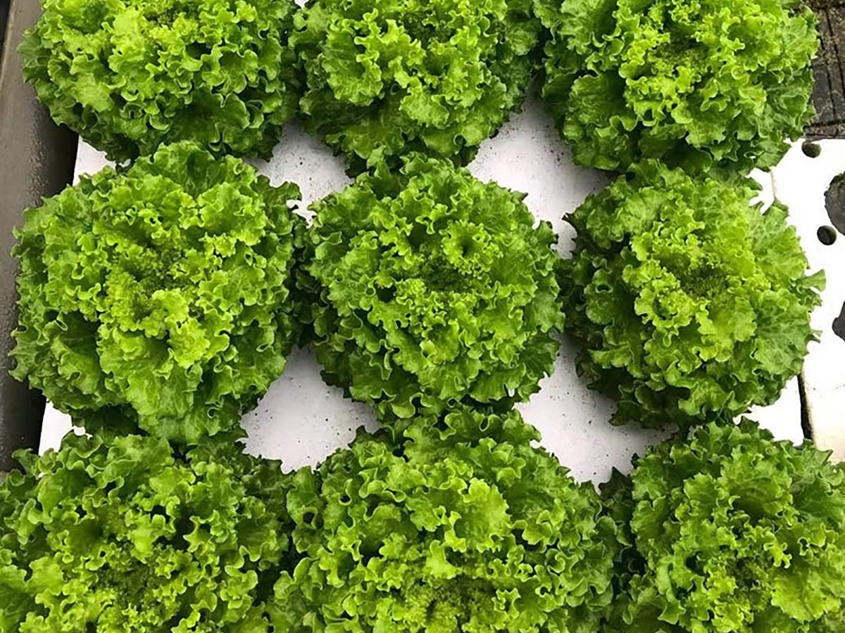 What is a Hydroponic Raft System?