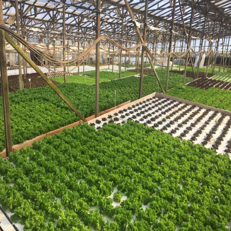Floating Raft Hydroponics
