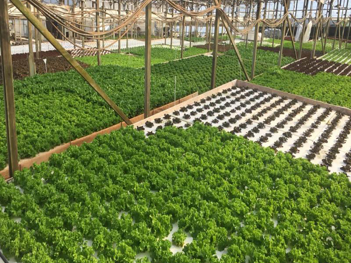 How to Build a Floating Raft Hydroponic System