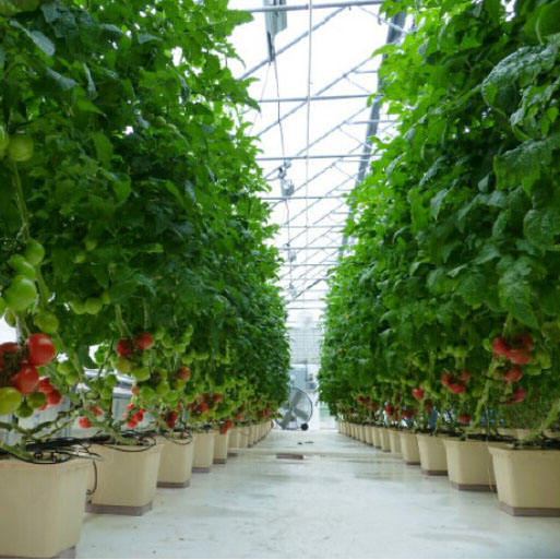 Dutch Bucket System