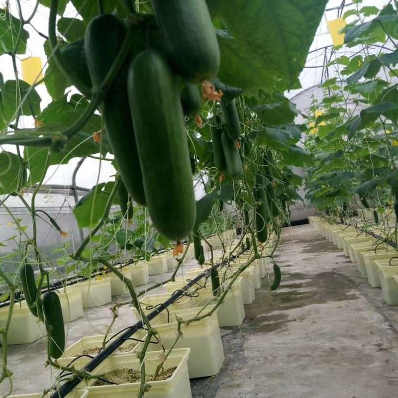 Dutch Bucket System