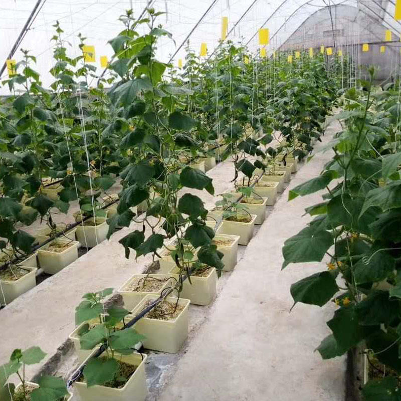 Dutch Bucket System