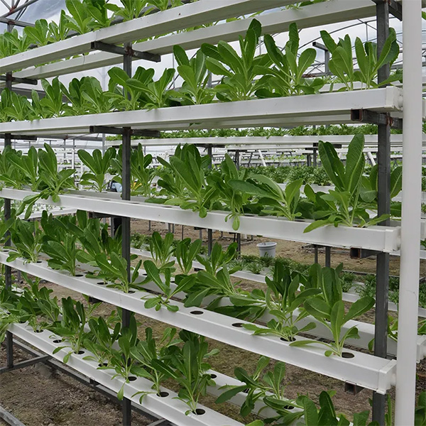 Hydroponics System NFT