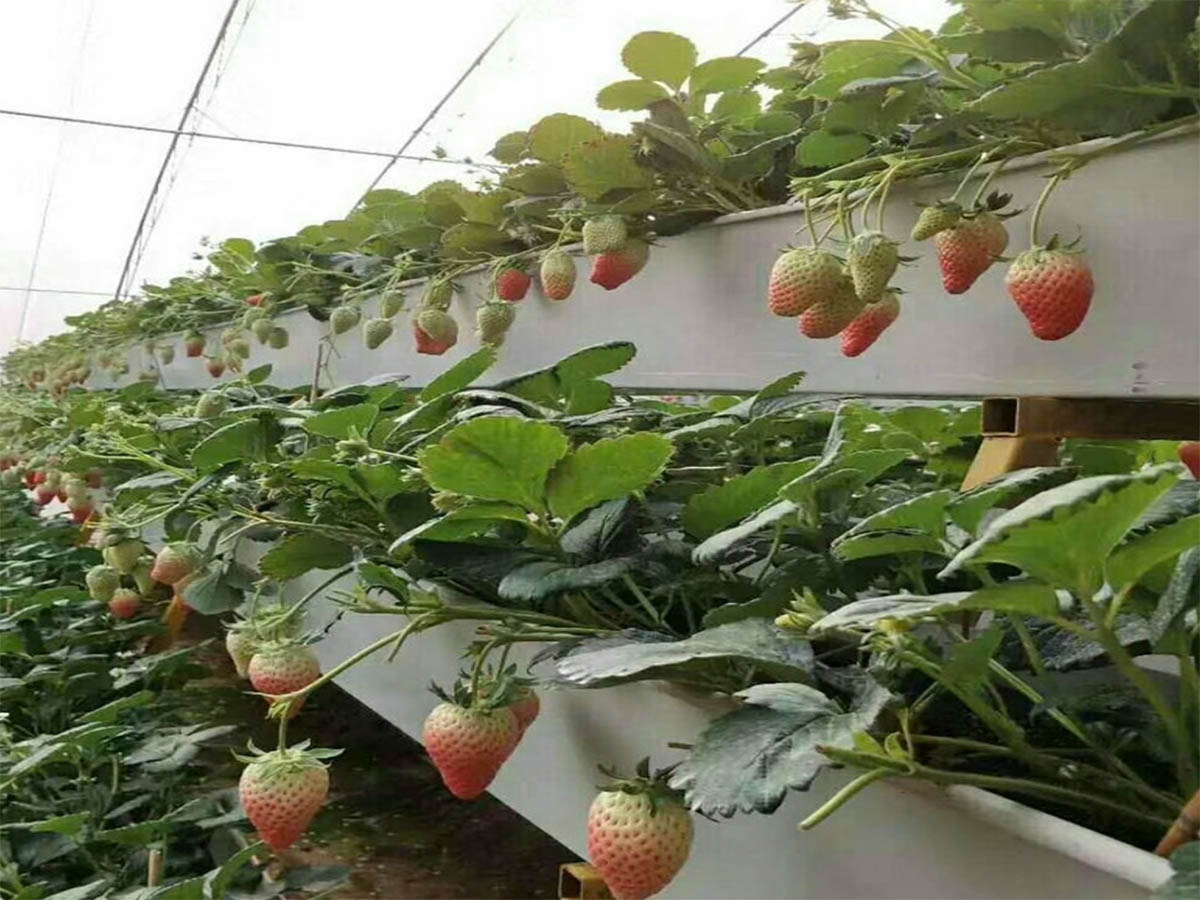 How to Grow Strawberries in a Hydroponic Tower?