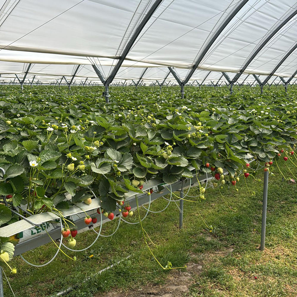 Commercial PVC Hydroponic Gutter