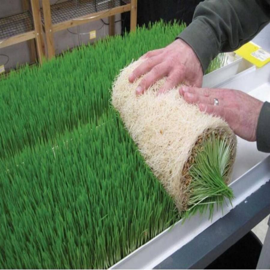 Hydroponic Fodder Growing System Hydroponic Fodder Growing System