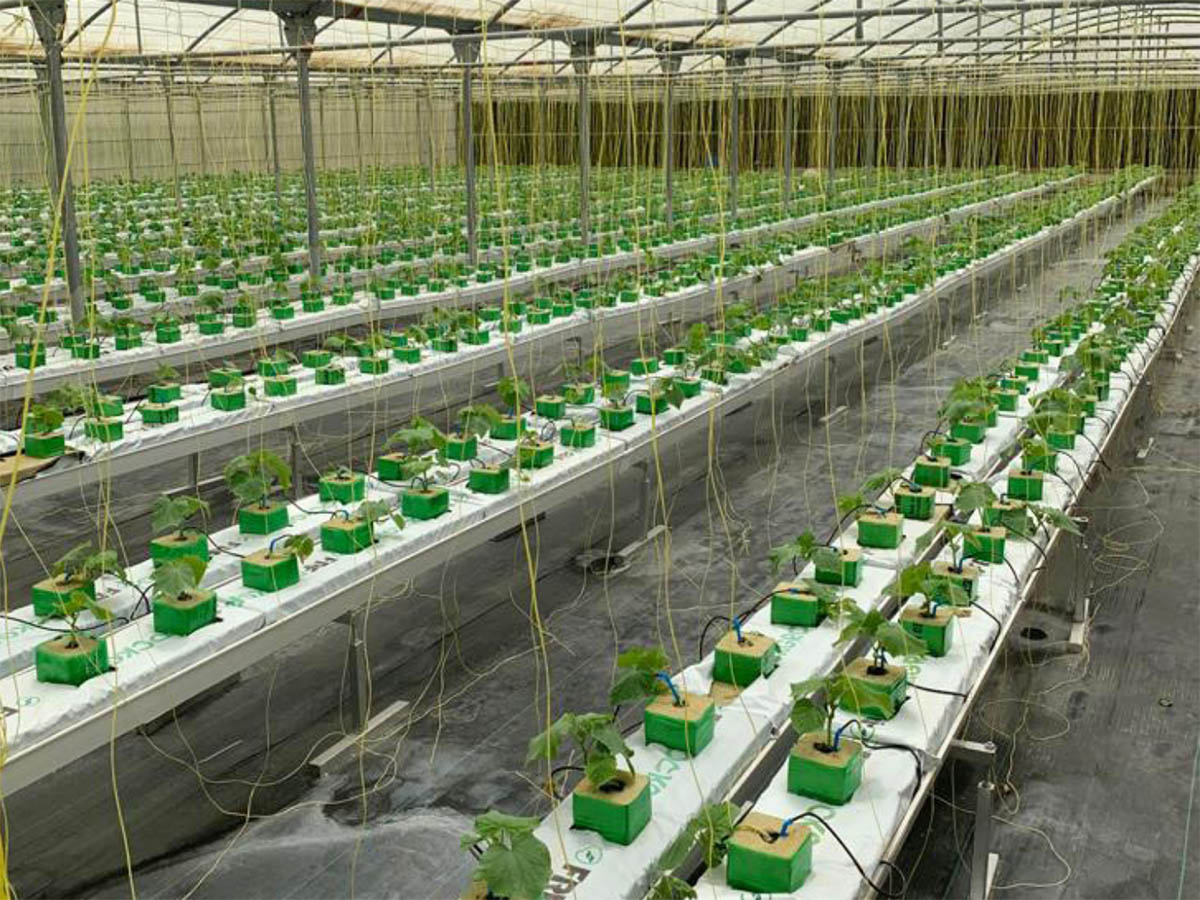 How to Make NFT Hydroponic System