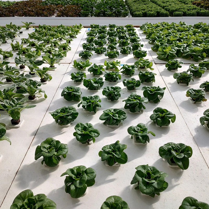 Hydroponic Floating Raft