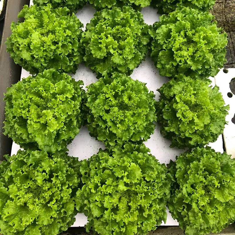 XPS Hydroponic Foam Board