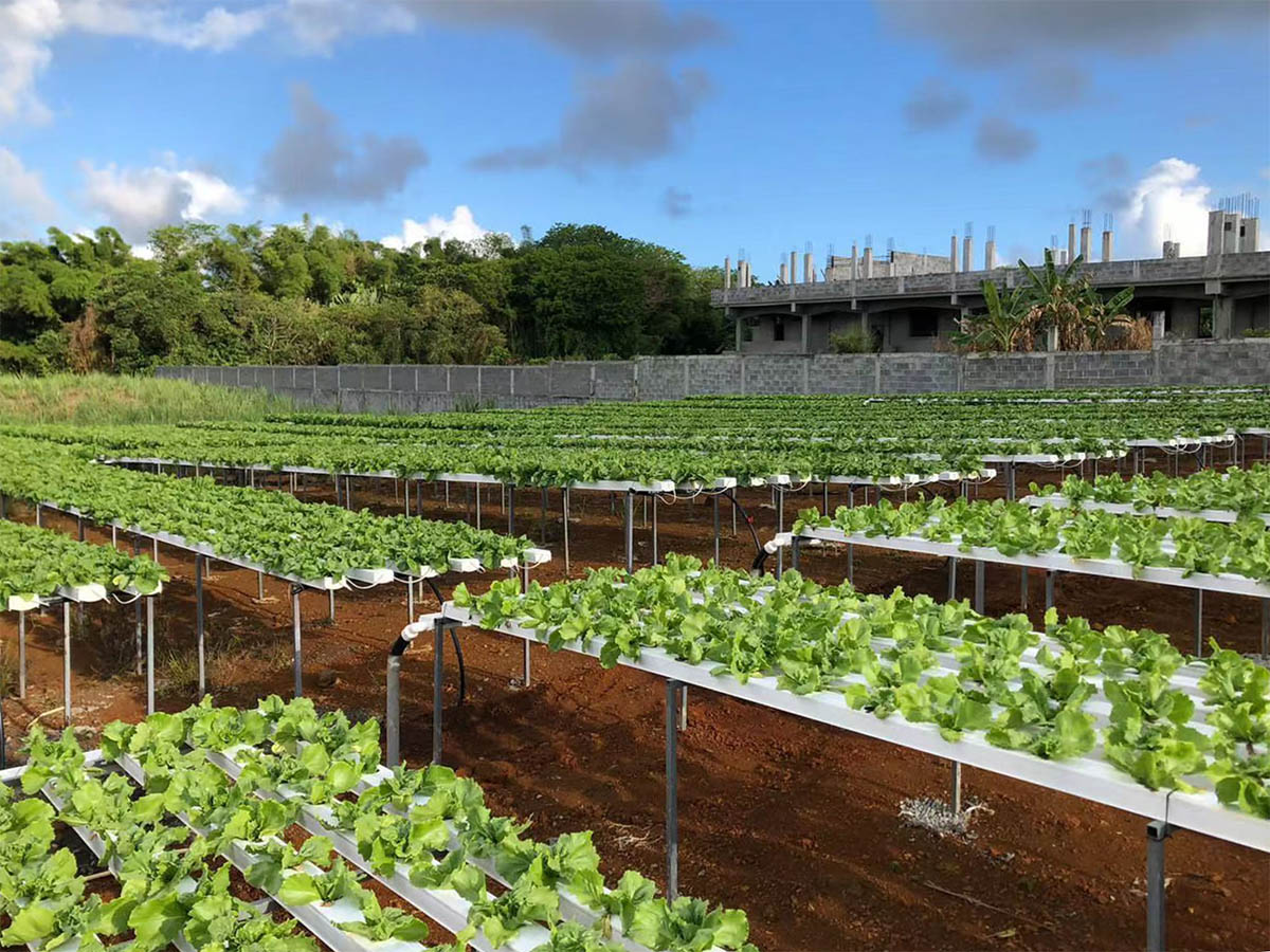 How Do Hydroponic Systems Work?