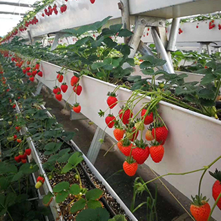 Strawberry PNC Hydroponic Trough