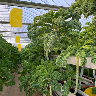 Strawberry PNC Hydroponic Trough Strawberry PNC Hydroponic Trough