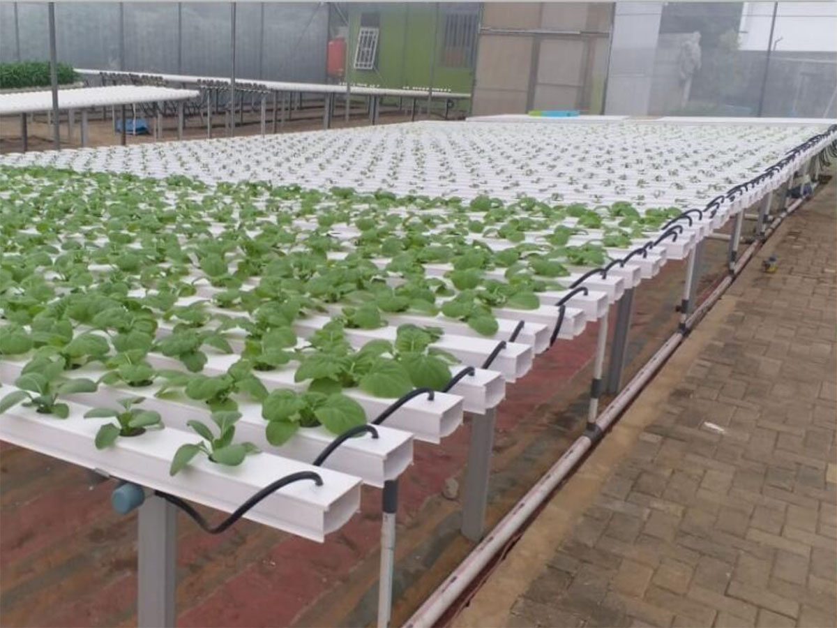 What is the Best Hydroponic System for Beginners What is the Best Hydroponic System for Beginners