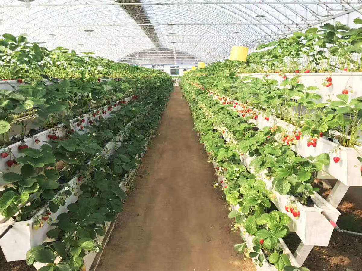 how to grow strawberries in a hydroponic system how to grow strawberries in a hydroponic system