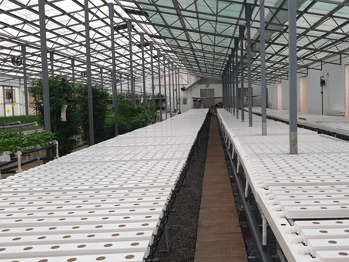 How to Grow Tomatoes in a Hydroponic System