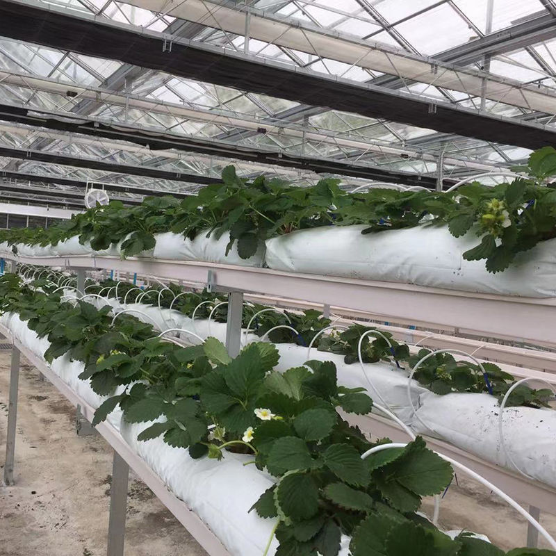 Growing Strawberry Plants in Gutters Growing Strawberry Plants in Gutters